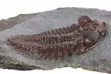 Red Coltraneia Trilobite Fossil - Huge Faceted Eyes #347274-3